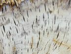 Petrified Wood (Bald Cypress) Slab - Washingon #39024-1